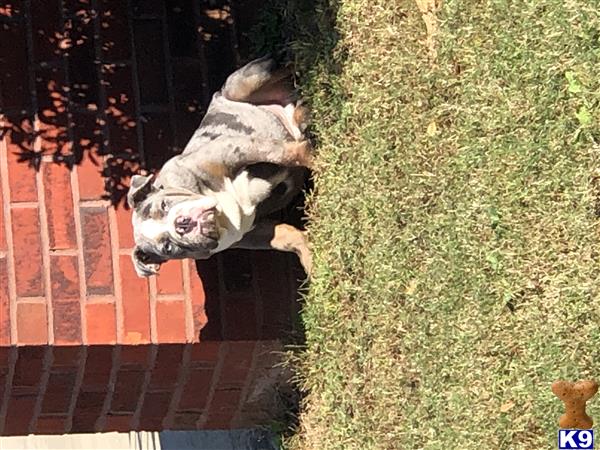 English Bulldog dog